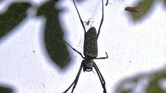 Trichonephila antipodiana