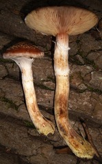 Armillaria
