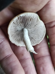 Psathyrella