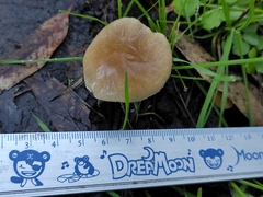 Psathyrella