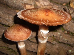 Armillaria