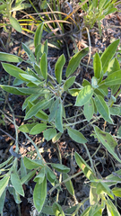 Lupinus diffusus
