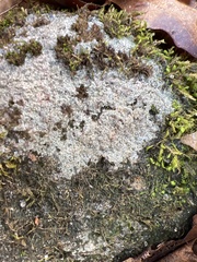 Pertusaria plittiana