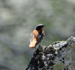 Phoenicurus erythronotus