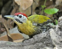 Picus vittatus