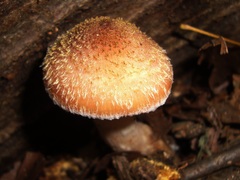 Armillaria