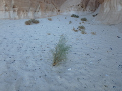 Retama raetam