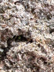 Pertusaria plittiana