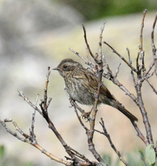 Prunella atrogularis