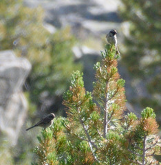 Prunella atrogularis