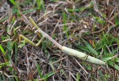 Stagmomantis floridensis