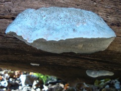 Cyanosporus
