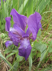 Iris aphylla