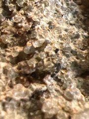 Pertusaria plittiana