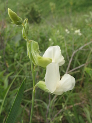 Lathyrus pallescens