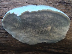 Cyanosporus