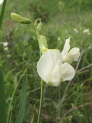 Lathyrus pallescens