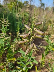 Crotalaria retusa