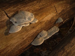 Cyanosporus