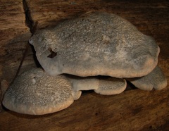 Cyanosporus