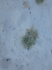 Heliotropium bacciferum