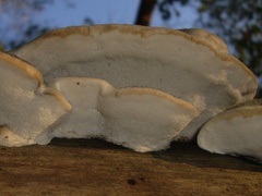 Cyanosporus