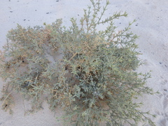 Heliotropium bacciferum