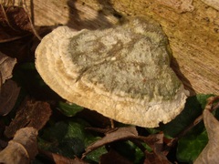 Cyanosporus