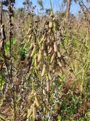 Crotalaria retusa