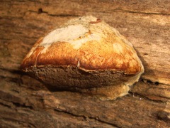 Cyanosporus
