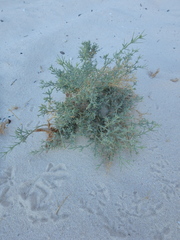 Heliotropium bacciferum