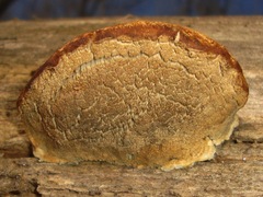 Cyanosporus
