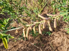 Crotalaria retusa