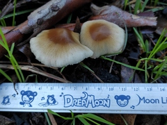 Psathyrella