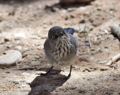 Curruca subcoerulea cinerascens