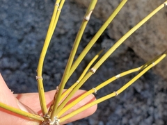 Ephedra aspera