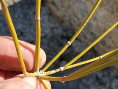 Ephedra aspera