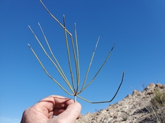 Ephedra aspera