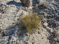 Ephedra aspera