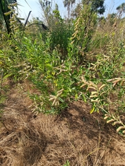 Crotalaria retusa