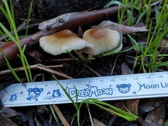 Psathyrella