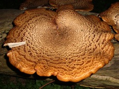 Cerioporus squamosus