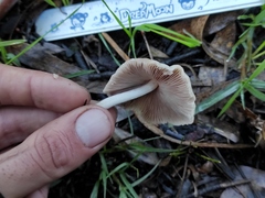 Psathyrella