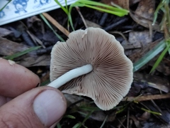 Psathyrella
