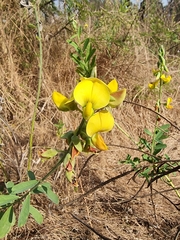 Crotalaria retusa