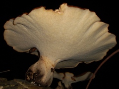 Cerioporus squamosus