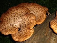 Cerioporus squamosus