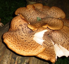 Cerioporus squamosus