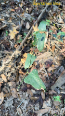 Smilax bona-nox