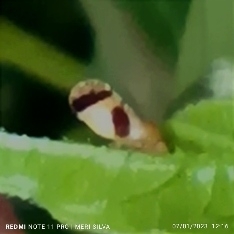 Cicadellidae